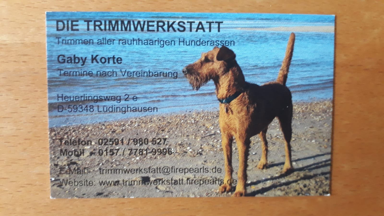 Trimmen Firepearls Irish Terrier Zucht Münsterland und Hundefriseur